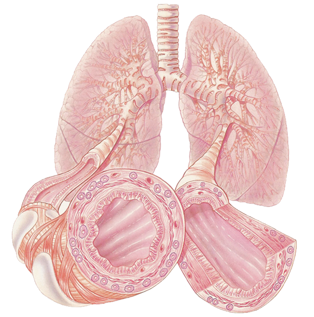 Normal Lung